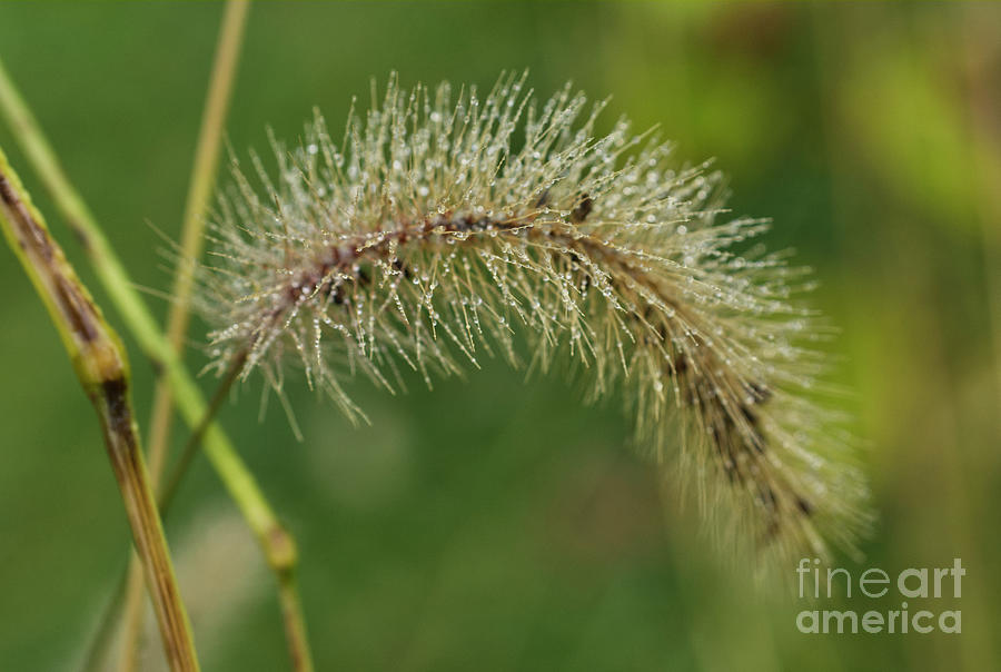 Foxtail Grass with Morning Dew 1102 Photograph by Iris Richardson