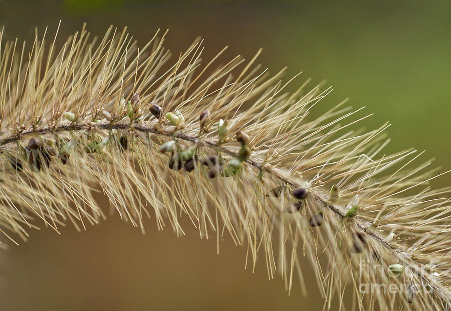 Foxtail Grass with Seeds Photograph by Iris Richardson