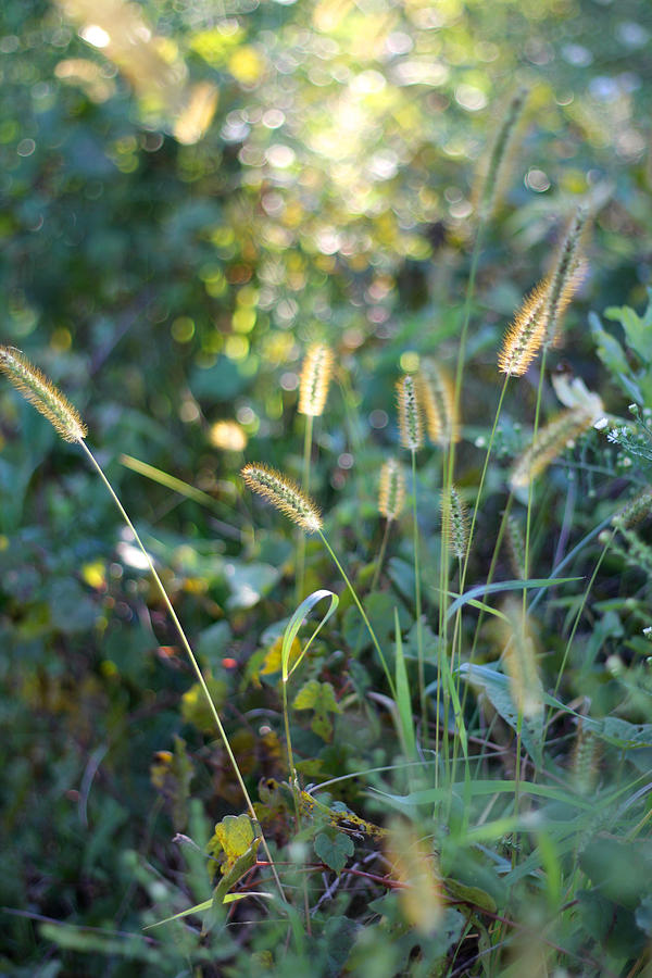 Foxtails 1 Photograph by Tracy Male