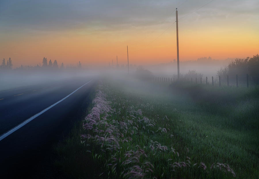 Foxtails and Fog Photograph by Dan Jurak