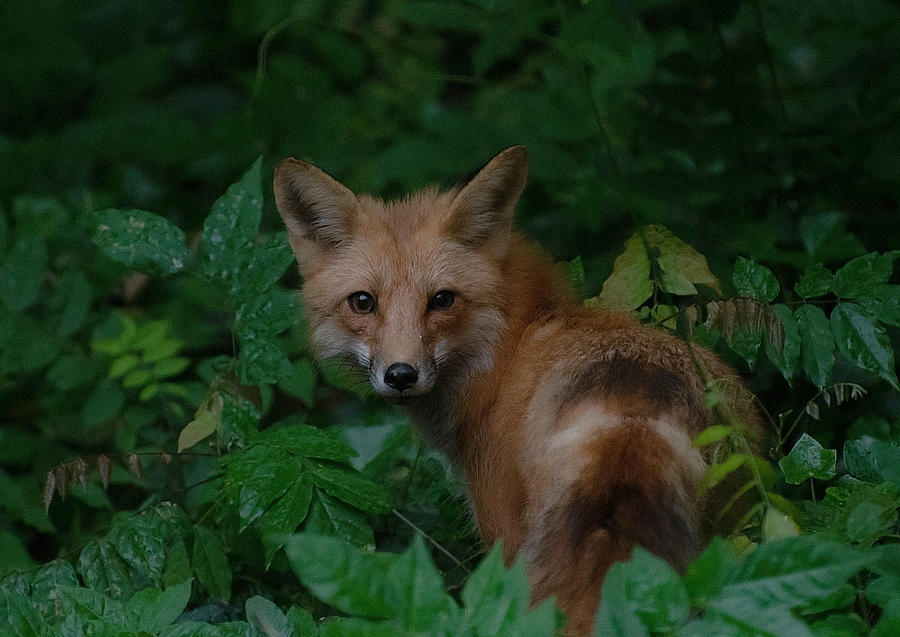 Wildlife Photograph - Foxy 2 by Fraida Gutovich