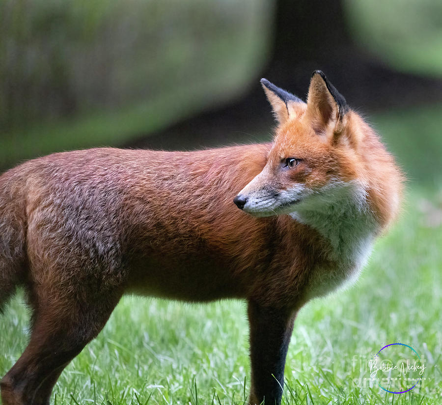 Foxy Photograph by Bobbie Nickey