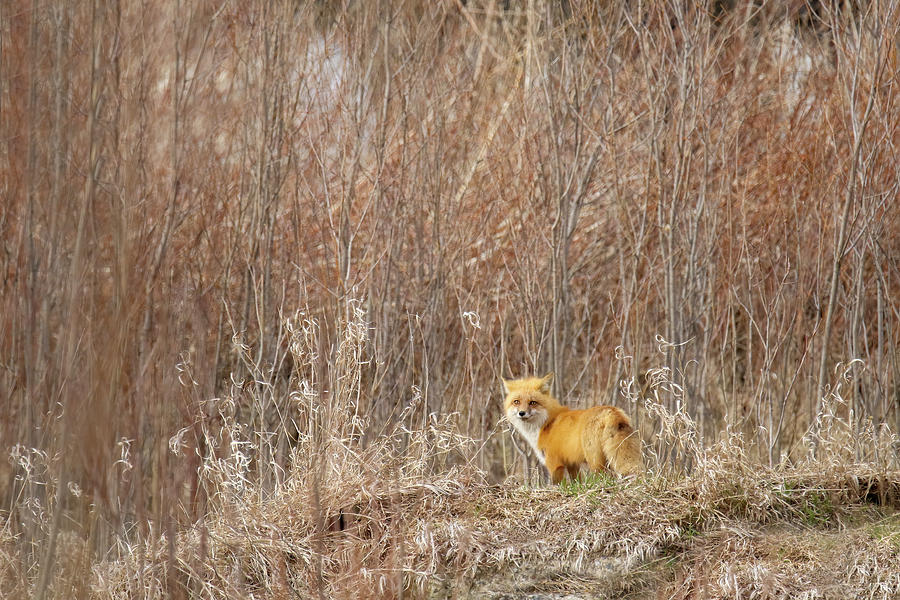 Foxy Photograph by Brook Burling
