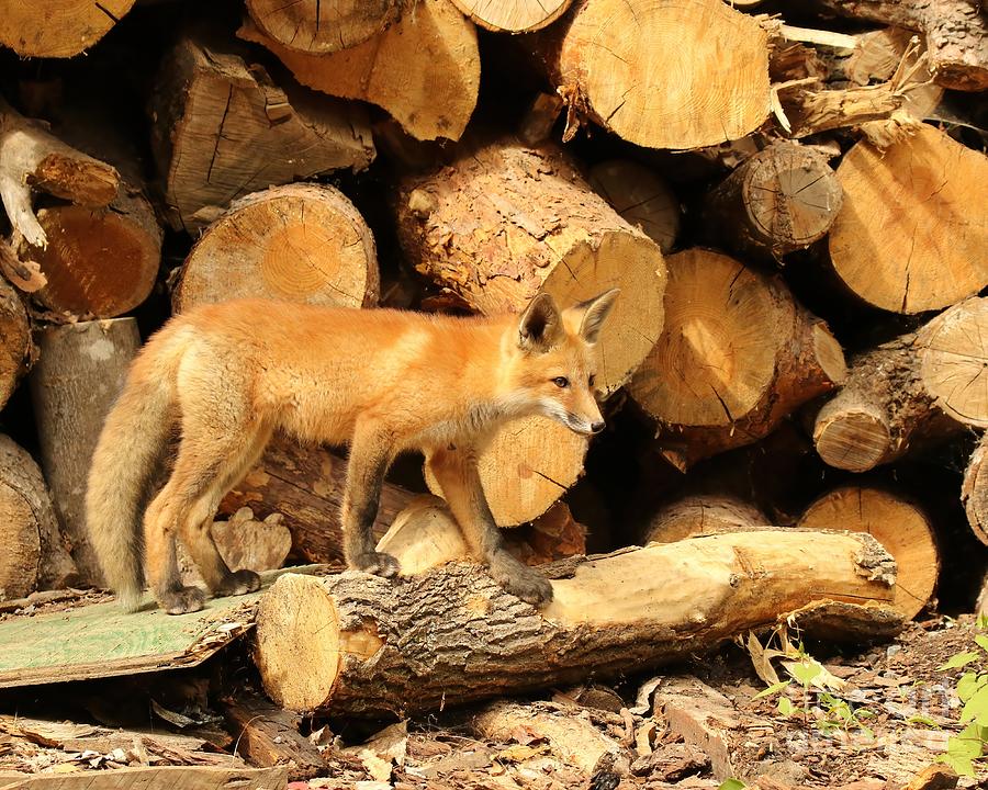 Foxy Camouflage  Photograph by Heather King