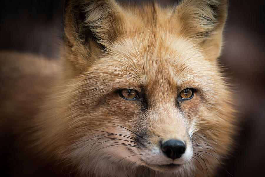 Foxy Eyes Photograph by Matt Halvorson