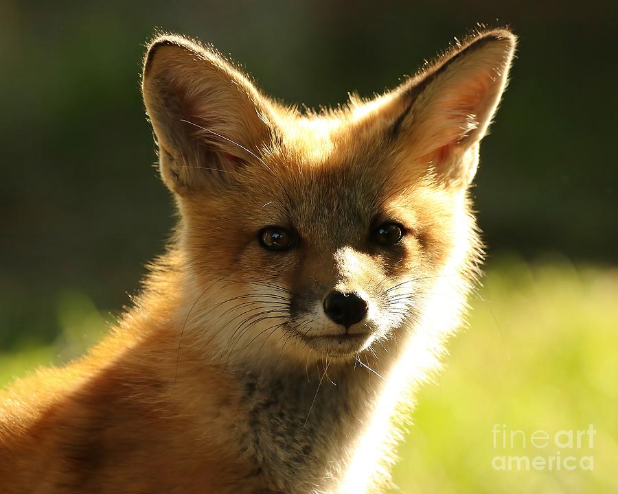 Foxy Face Photograph by Heather King