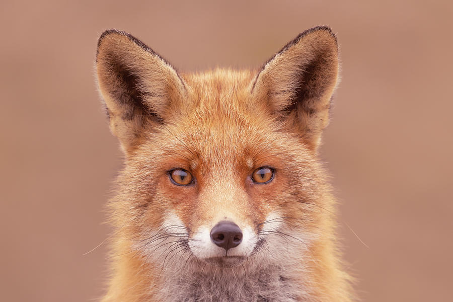 Foxy Face Series - A Fox Face Photograph by Roeselien Raimond - Fine ...