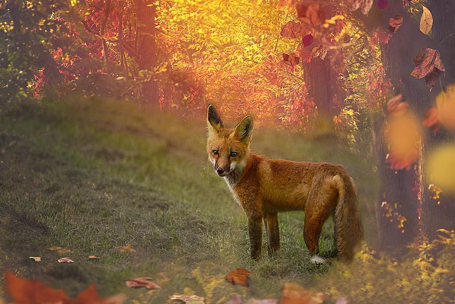 Foxy Fall Photograph by Kay Jantzi