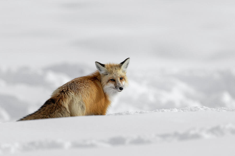 Foxy Photograph by Julie Argyle Foxy Photograph by Julie Argyle
