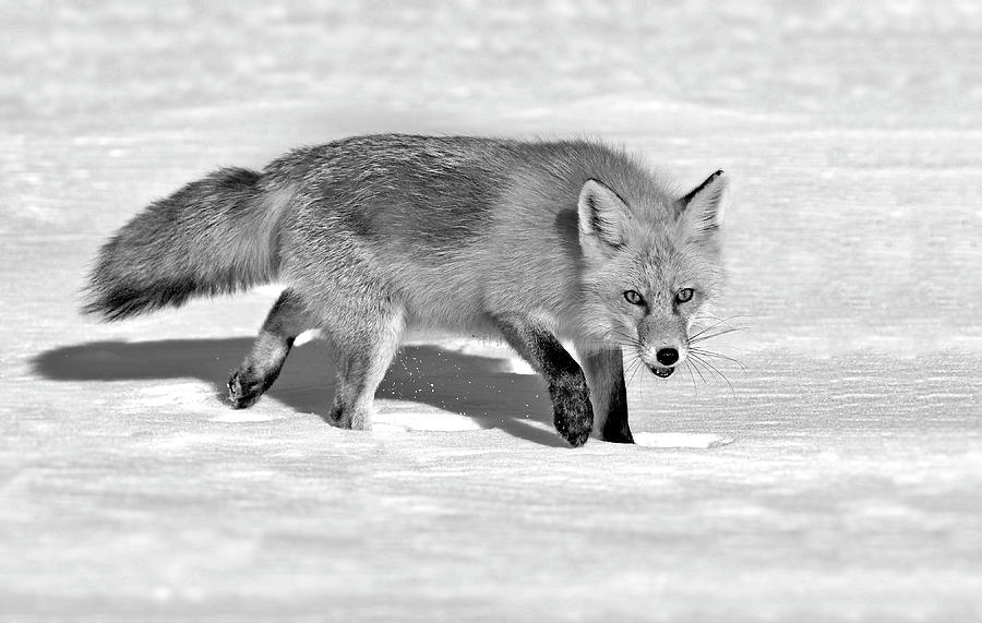 Foxy Lady BW Photograph by Susan Candelario