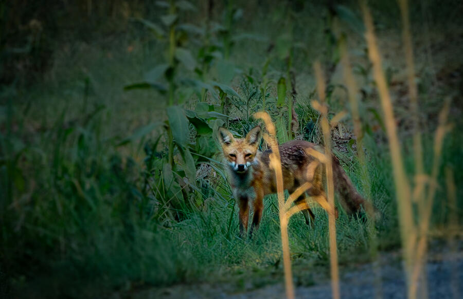 Foxy Lady Photograph by Lora J Wilson Foxy Lady Photograph by Lora J Wilson