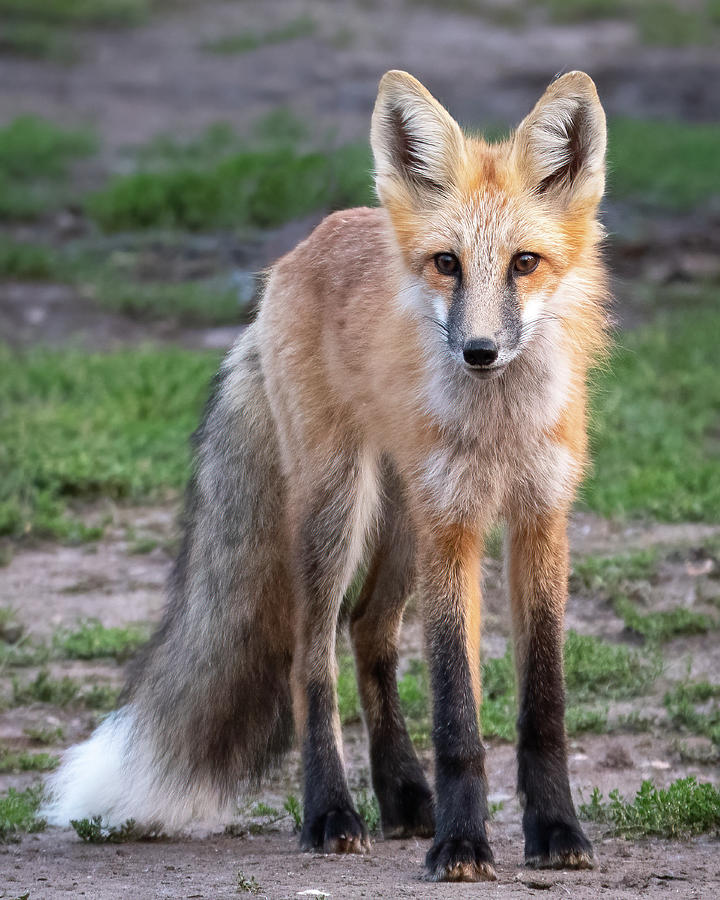 Foxy Photograph by Mary Hone