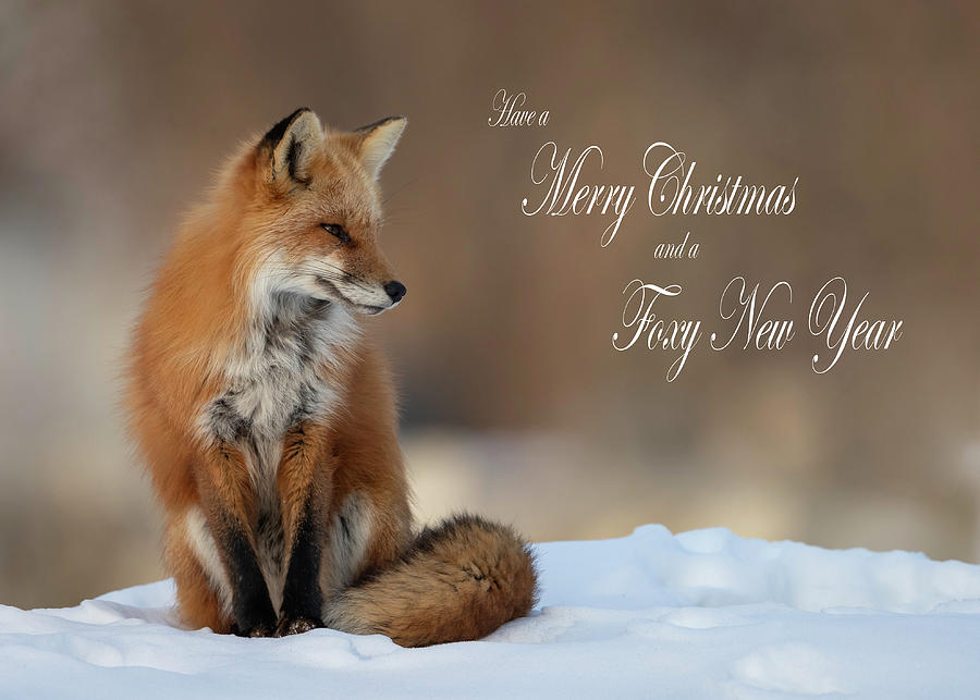 Foxy New Year Photograph by Everet Regal