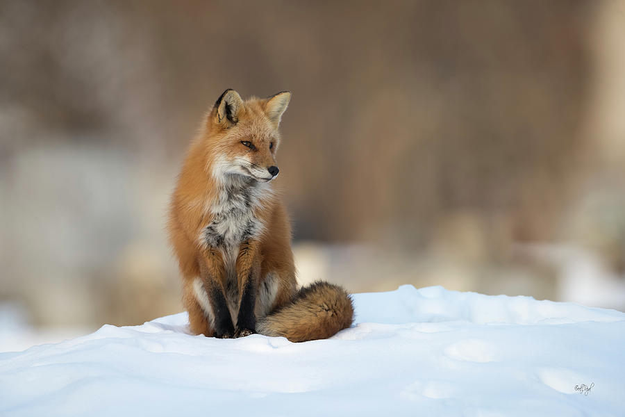 Winter Photograph - Foxy Pose by Everet Regal