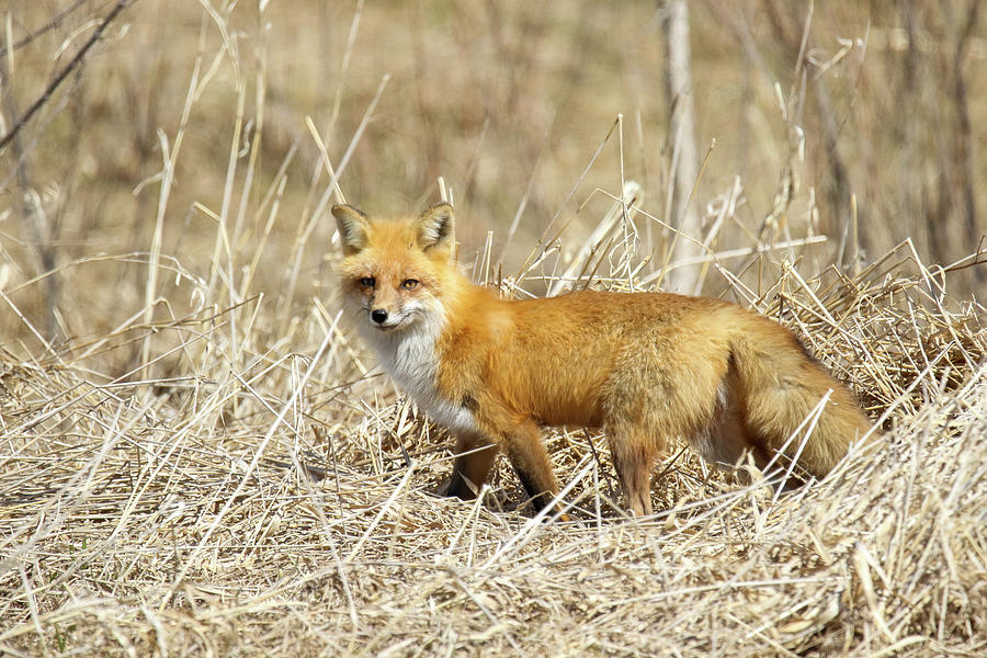 Foxy Profile Photograph by Brook Burling