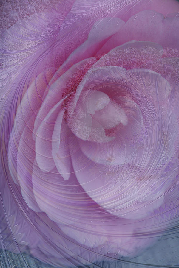Fractal Camellia Digital Art by Terry Davis