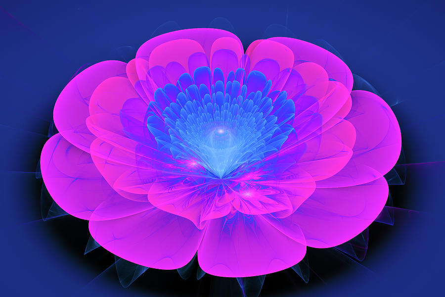 Fractal Flower Blue Magenta Pink Digital Art by Matthias Hauser
