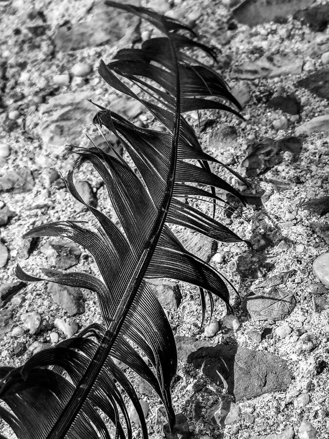 Fractured Feather Photograph by Cate Franklyn Fractured Feather Photograph by Cate Franklyn