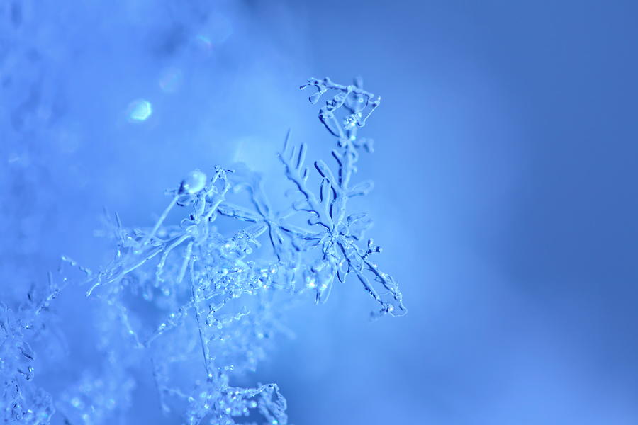 Fragile bright blue snowflake Photograph by Ulrich Kunst And Bettina Scheidulin