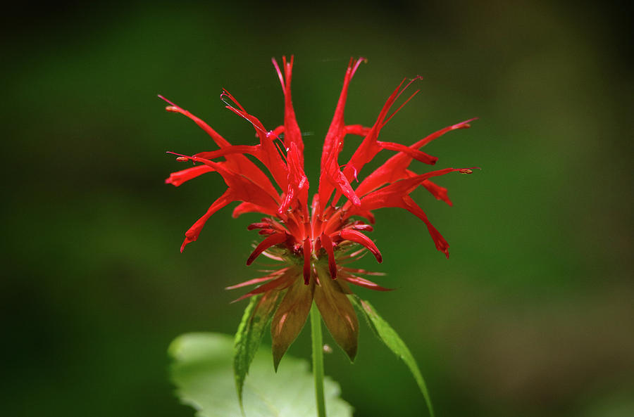 Fragile Flower Photograph by David Kipp - Fine Art America