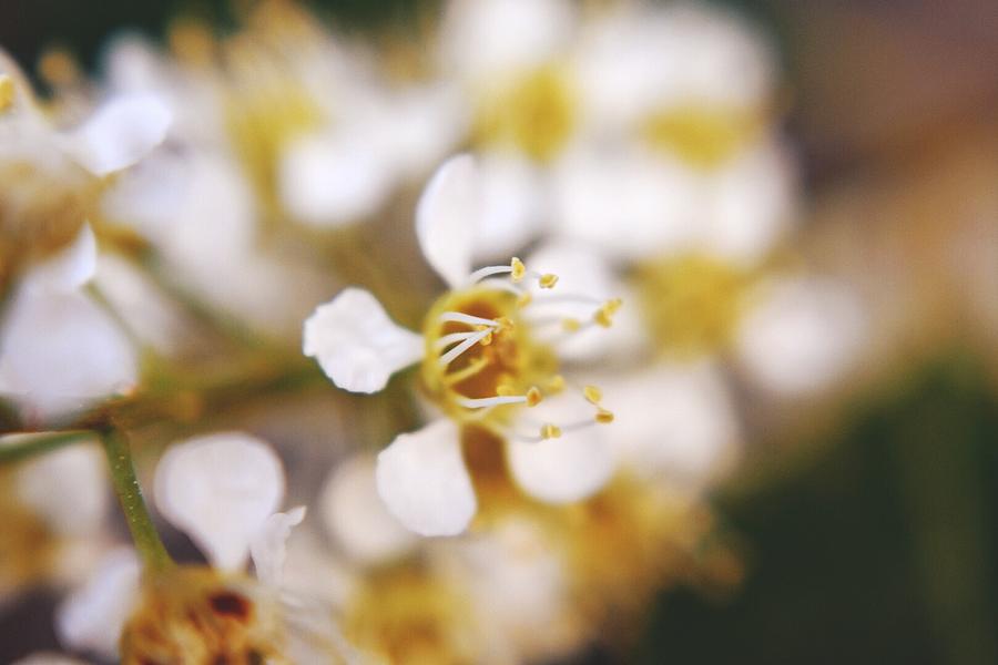 Fragile Flower Photograph by Rachel Vanderpool | Fine Art America