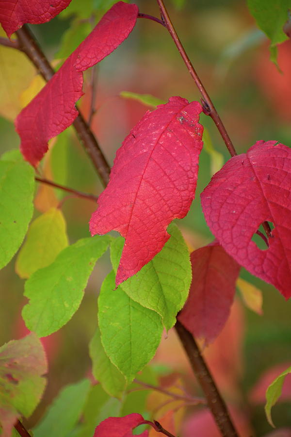 Fragile red leaves on an autumn colored shrub Photograph by Ulrich Kunst And Bettina Scheidulin