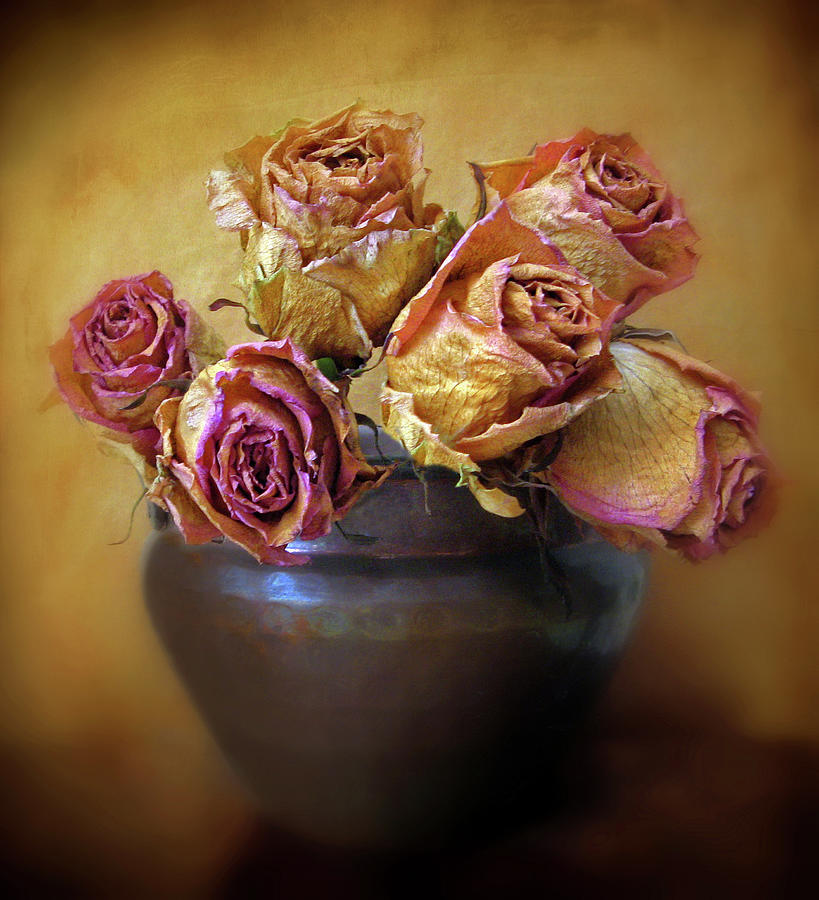 Fragile Rose Photograph by Jessica Jenney