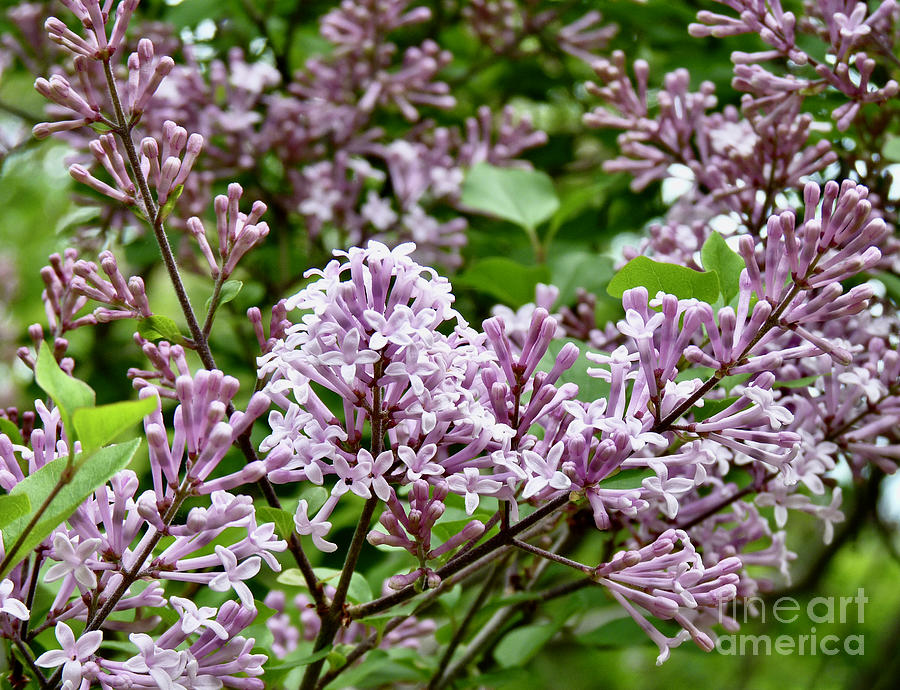 Fragrance of the Flowers Photograph by Linda Brittain - Fine Art America