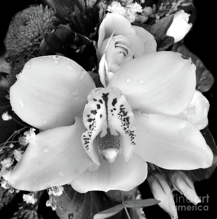 Fragrance of White Orchid 002BNW Photograph by Leonida Arte