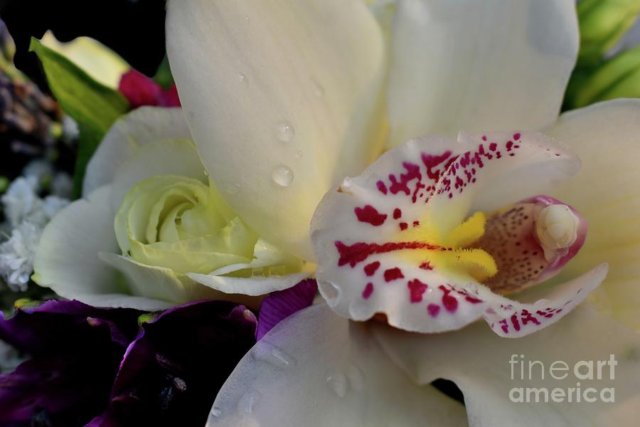 Fragrance of White Orchid  Photograph by Leonida Arte