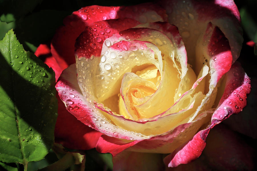 Fragrant Double Delight Photograph by Donna Kennedy