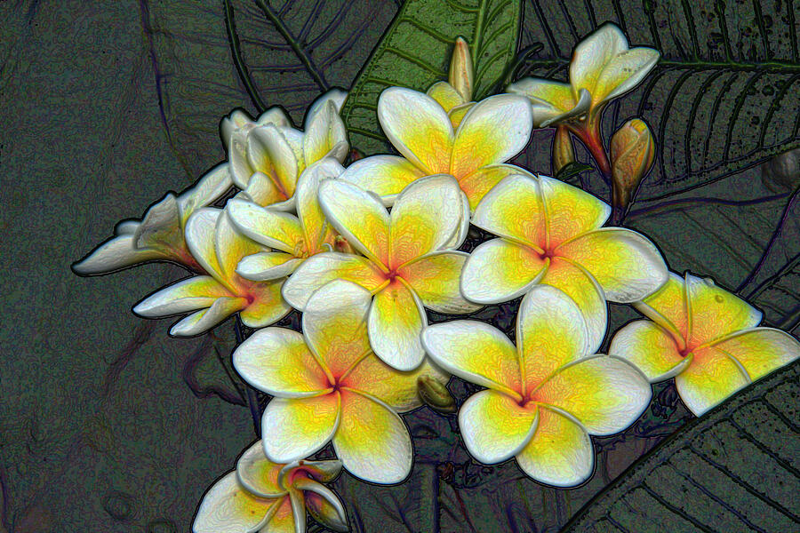 Frangipani Photograph - Fragrant Frangipani by Siene Browne Frangipani Photograph - Fragrant Frangipani by Siene Browne