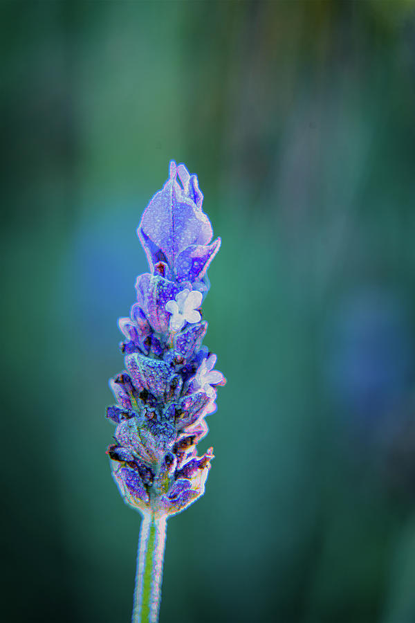 Fragrant French Lavender Photograph by Lindsay Thomson