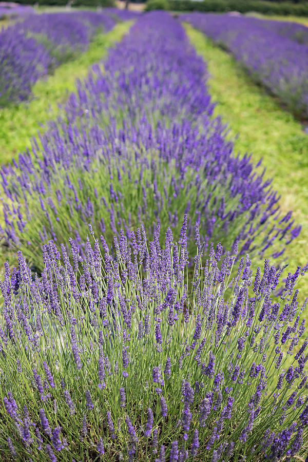 Fragrant rows  Photograph by Shirley Mitchell