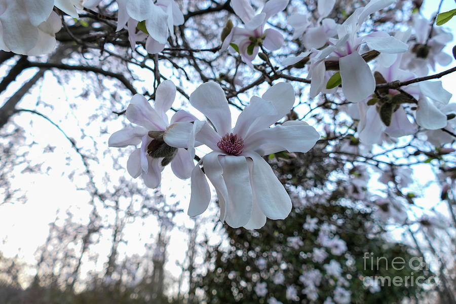 Fragrant Spring Photograph by Bentley Davis