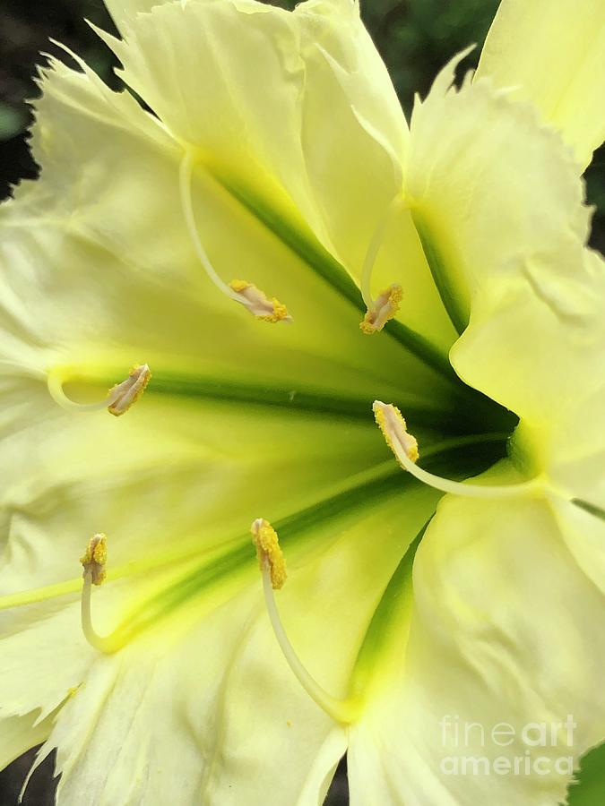 Fragrant Trumpet Daffodil 2 Photograph