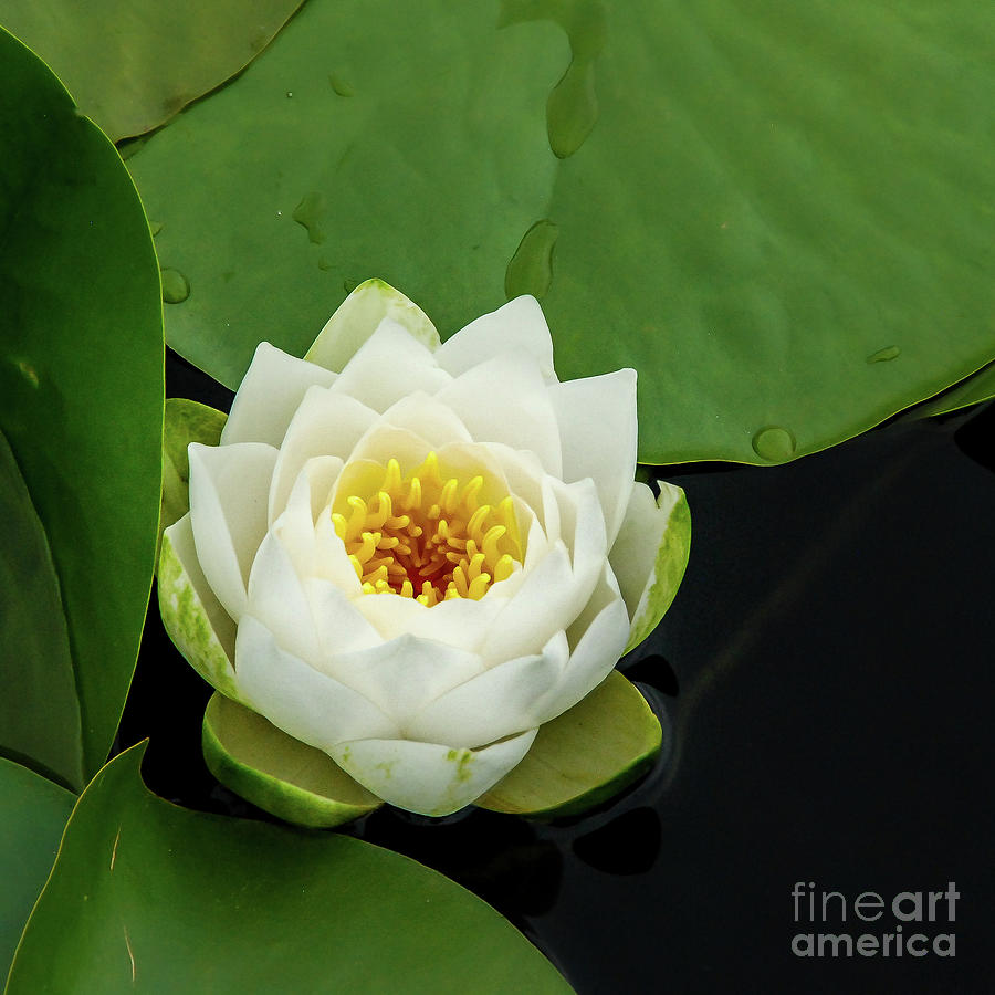 Seattle Photograph - Fragrant Water Lily Opening in Summer by Nancy Gleason
