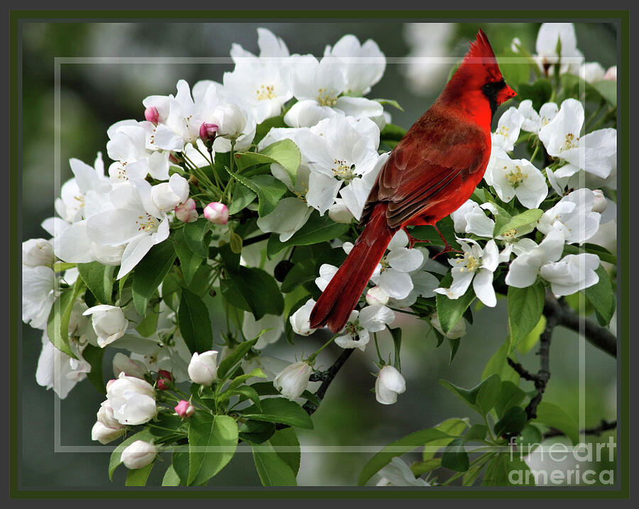 Framed Apple Blossoms and Northern Cardinal Photograph by Sandra Huston