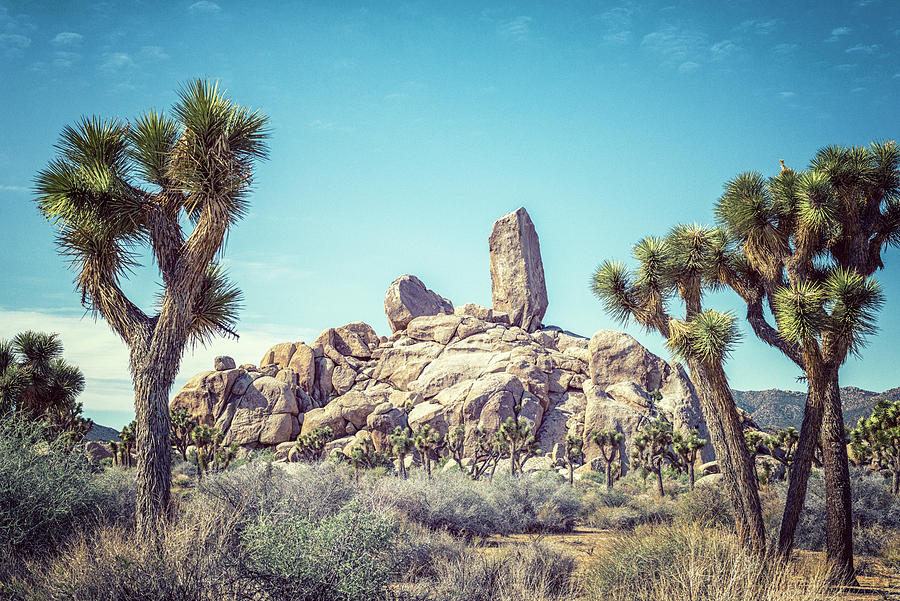 Framed At Joshua Tree National Park Photograph by Joseph S Giacalone