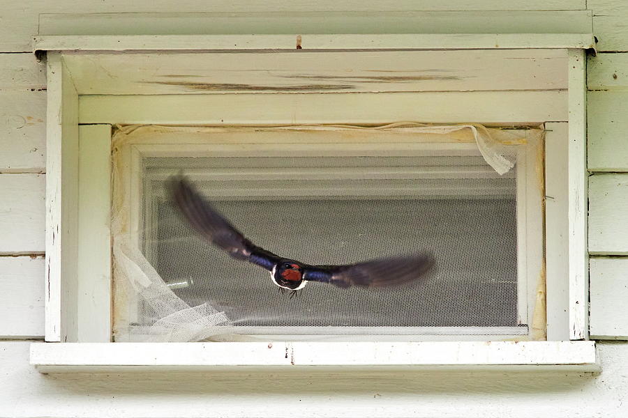 Framed. Barn swallow Photograph by Jouko Lehto