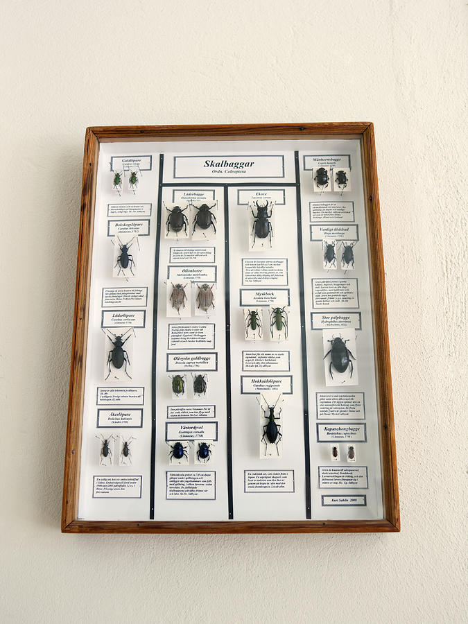 Framed beetle collection on wall Photograph by Carlsson, Peter