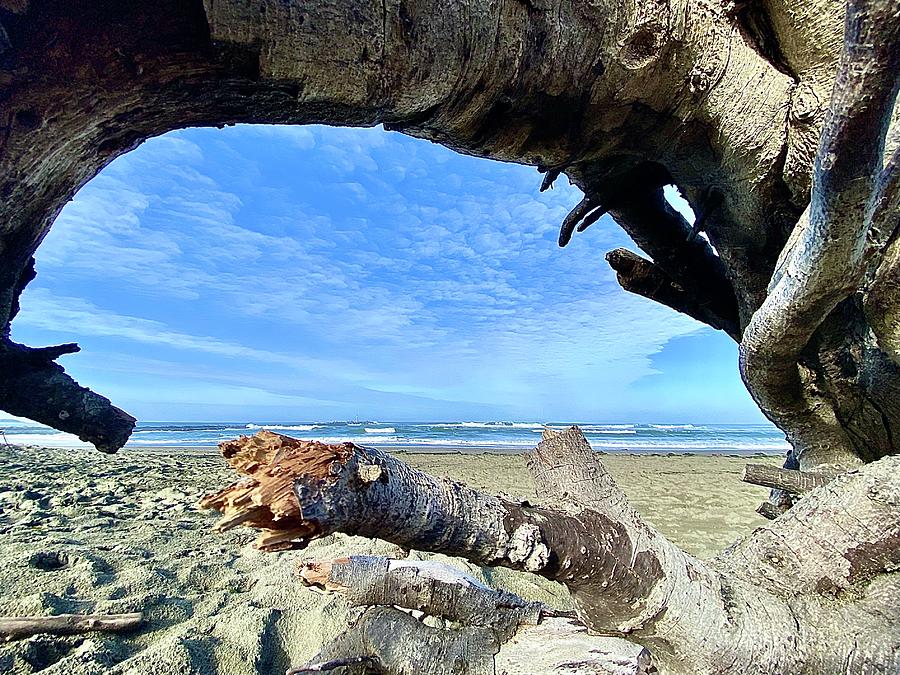 Framed By Driftwood Photograph