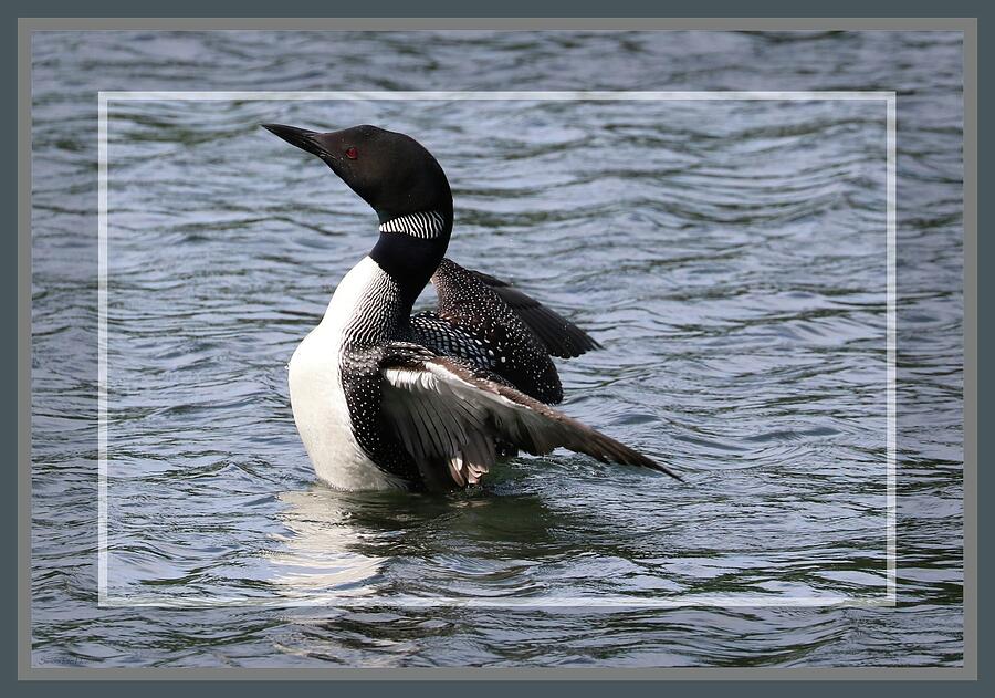 Framed Common Loon in beautiful Display Photograph by Sandra Huston