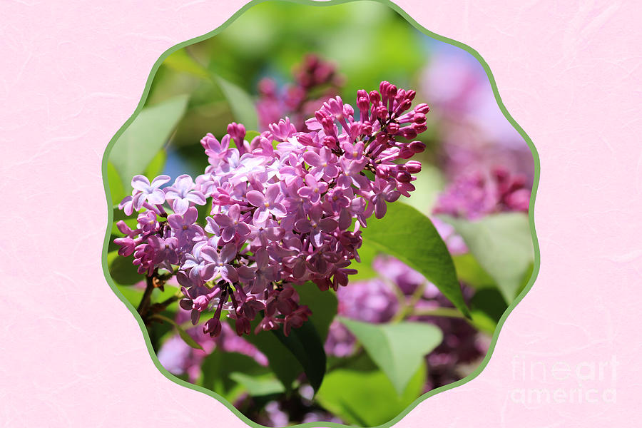 Framed Floral Lilac Photograph
