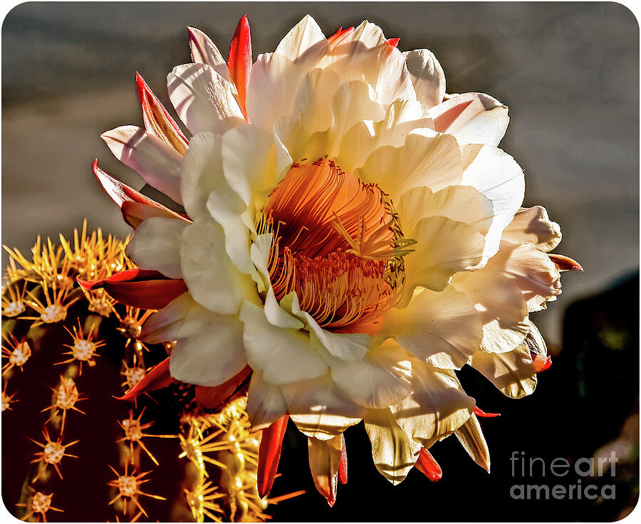 Flower Photograph - Framed Flowing Cactus by Robert Bales