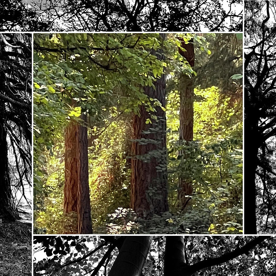 Tree Photograph - Framed Forest by Nancy Merkle