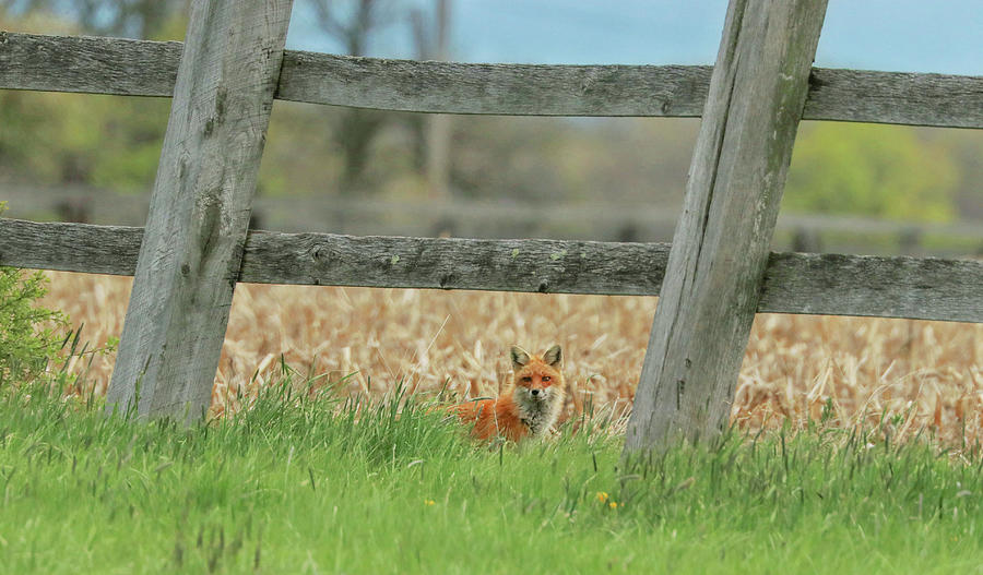 Framed Fox Photograph by Carrie Ann Grippo-Pike