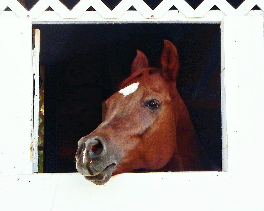 The Framed Horse Photograph by Andrew Lawrence