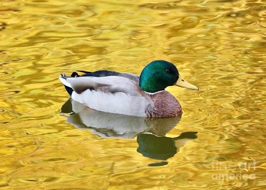 Framed in Gold Duck on Pond Photograph by Carol Groenen