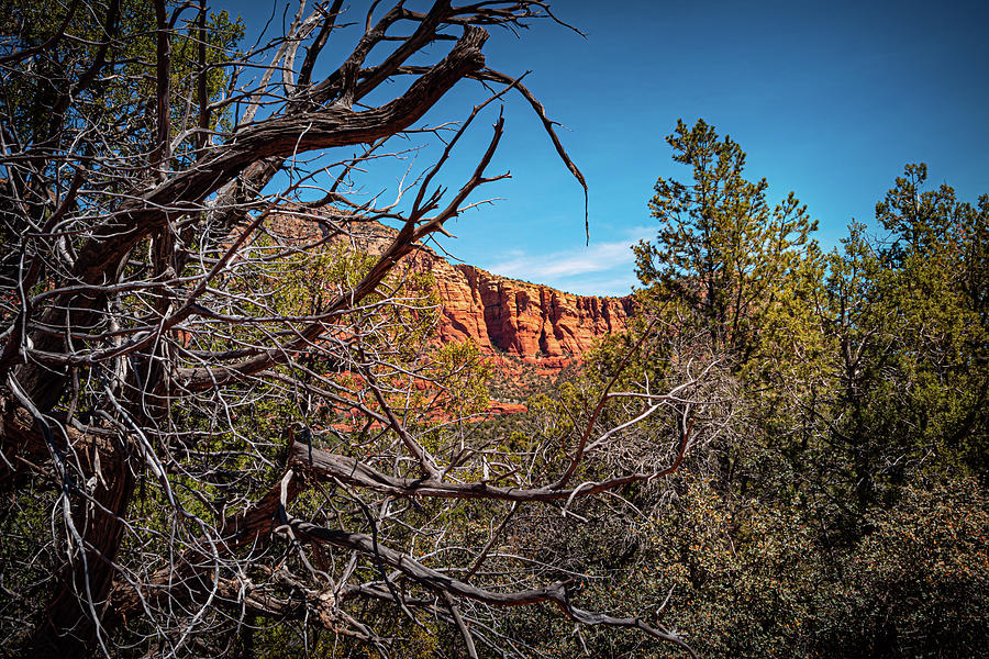 Tree Photograph - Framed in Sedona by Linda Unger
